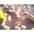 Plastic Mesh Factory Plastic Mesh for Chicken